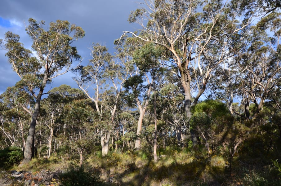 Вся Австралия с островами Фрейзер и Тасмания: 26 тыс км на авто (много фото)