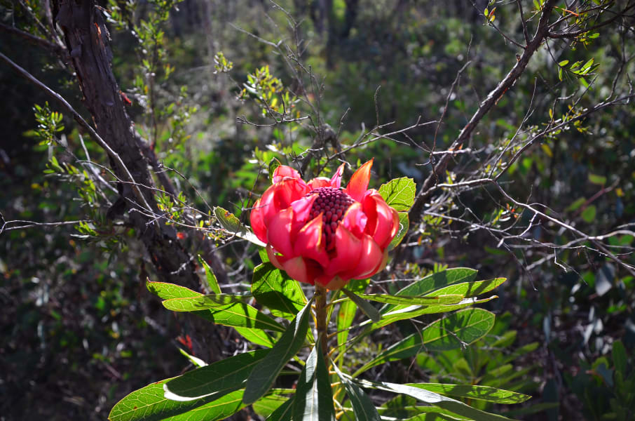 Вся Австралия с островами Фрейзер и Тасмания: 26 тыс км на авто (много фото)