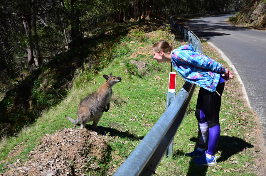Вся Австралия с островами Фрейзер и Тасмания: 26 тыс км на авто (много фото)