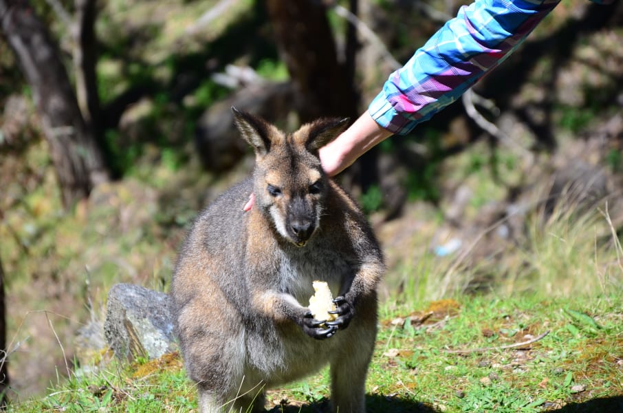 Вся Австралия с островами Фрейзер и Тасмания: 26 тыс км на авто (много фото)