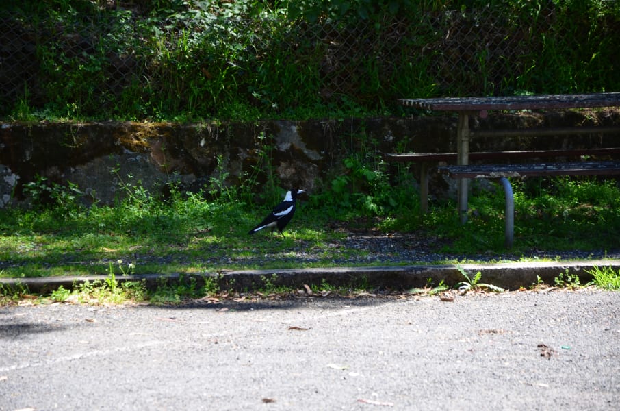 Вся Австралия с островами Фрейзер и Тасмания: 26 тыс км на авто (много фото)