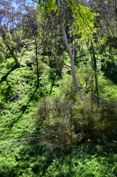 Вся Австралия с островами Фрейзер и Тасмания: 26 тыс км на авто (много фото)