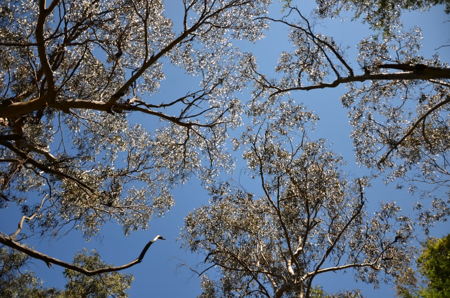 Вся Австралия с островами Фрейзер и Тасмания: 26 тыс км на авто (много фото)