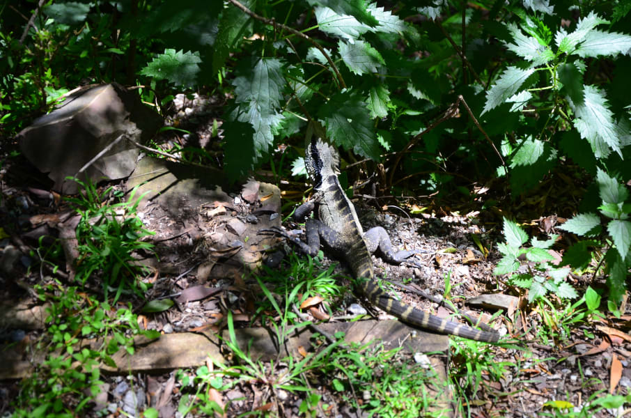 Вся Австралия с островами Фрейзер и Тасмания: 26 тыс км на авто (много фото)