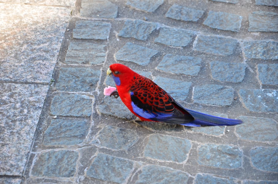 Вся Австралия с островами Фрейзер и Тасмания: 26 тыс км на авто (много фото)