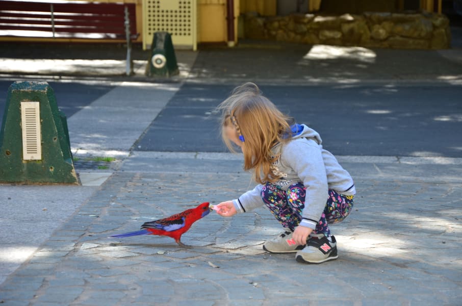 Вся Австралия с островами Фрейзер и Тасмания: 26 тыс км на авто (много фото)