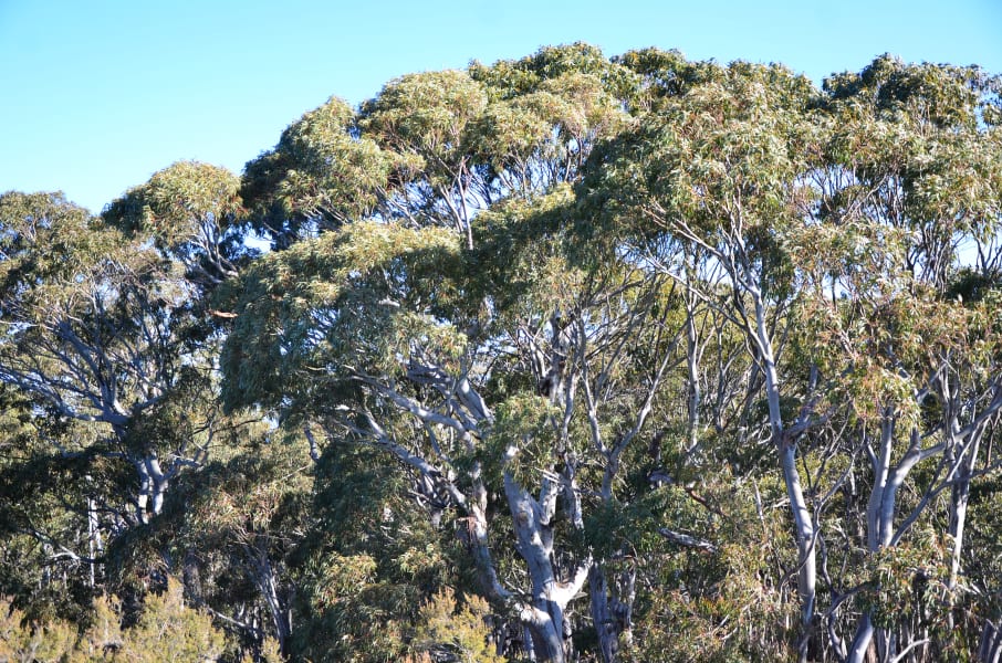 Вся Австралия с островами Фрейзер и Тасмания: 26 тыс км на авто (много фото)