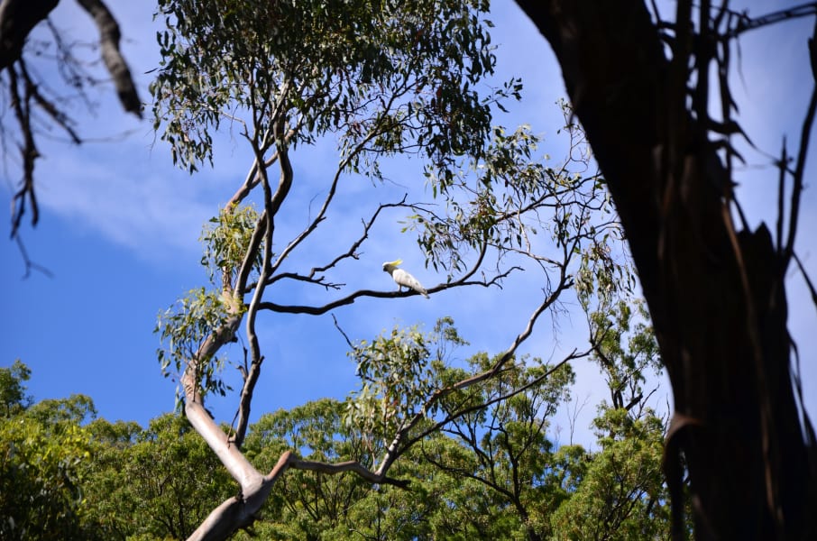 Вся Австралия с островами Фрейзер и Тасмания: 26 тыс км на авто (много фото)