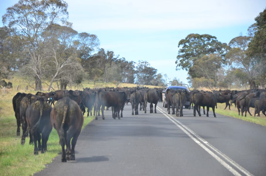 Вся Австралия с островами Фрейзер и Тасмания: 26 тыс км на авто (много фото)