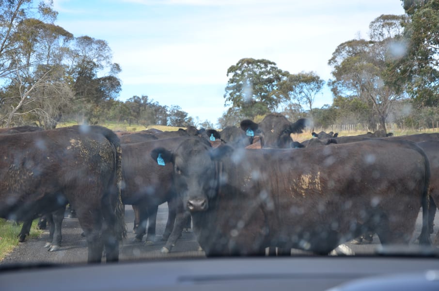 Вся Австралия с островами Фрейзер и Тасмания: 26 тыс км на авто (много фото)