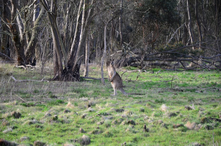 Вся Австралия с островами Фрейзер и Тасмания: 26 тыс км на авто (много фото)