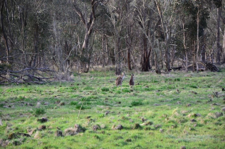 Вся Австралия с островами Фрейзер и Тасмания: 26 тыс км на авто (много фото)