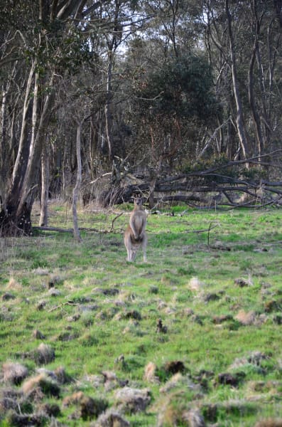 Вся Австралия с островами Фрейзер и Тасмания: 26 тыс км на авто (много фото)