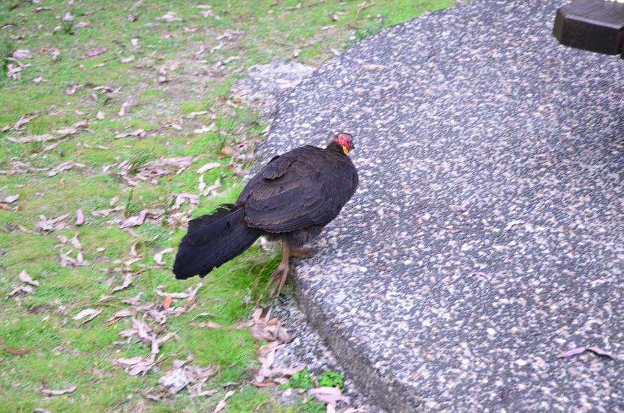 Вся Австралия с островами Фрейзер и Тасмания: 26 тыс км на авто (много фото)