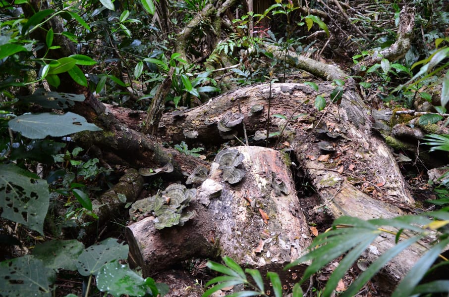 Вся Австралия с островами Фрейзер и Тасмания: 26 тыс км на авто (много фото)