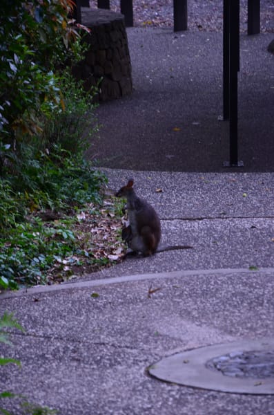 Вся Австралия с островами Фрейзер и Тасмания: 26 тыс км на авто (много фото)
