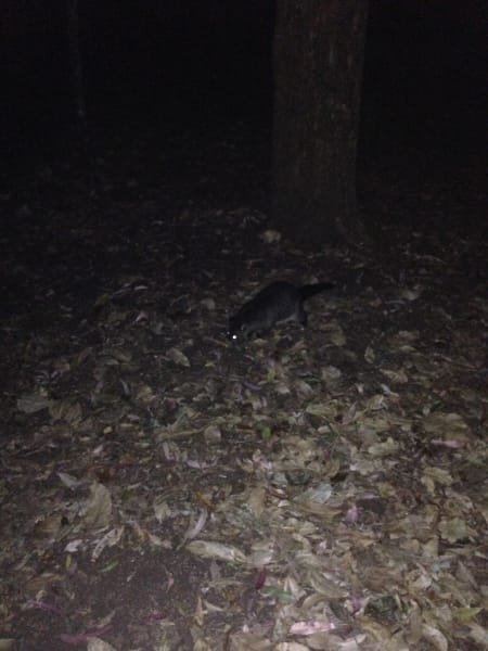 Вся Австралия с островами Фрейзер и Тасмания: 26 тыс км на авто (много фото)