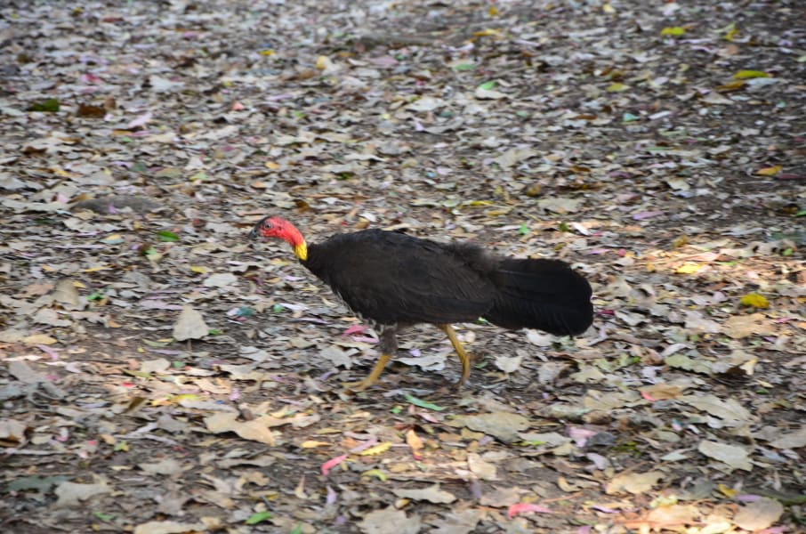 Вся Австралия с островами Фрейзер и Тасмания: 26 тыс км на авто (много фото)