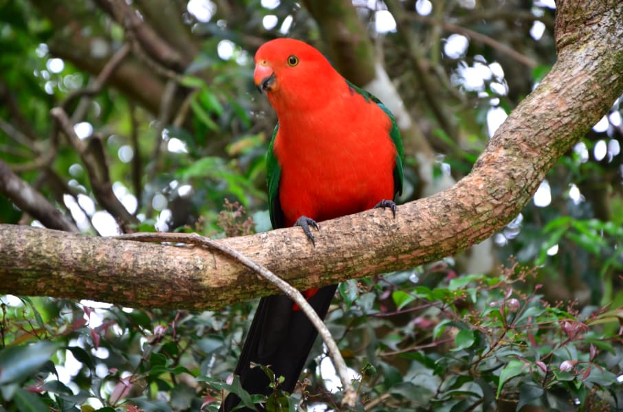 Вся Австралия с островами Фрейзер и Тасмания: 26 тыс км на авто (много фото)