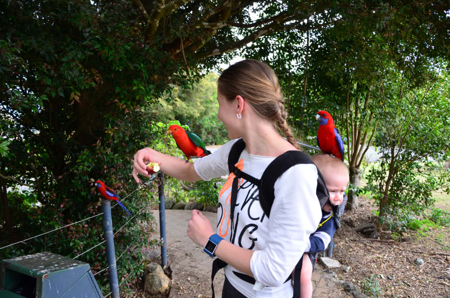 Вся Австралия с островами Фрейзер и Тасмания: 26 тыс км на авто (много фото)