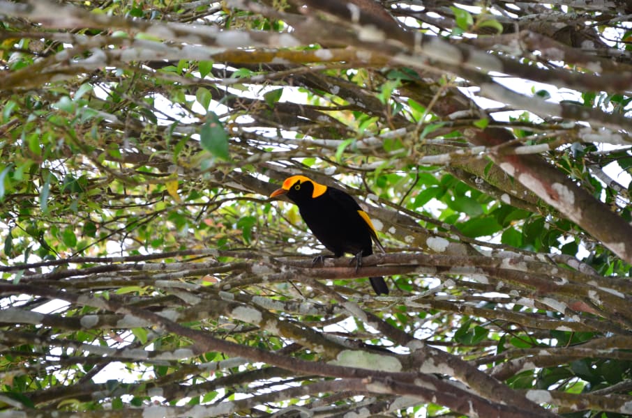 Вся Австралия с островами Фрейзер и Тасмания: 26 тыс км на авто (много фото)