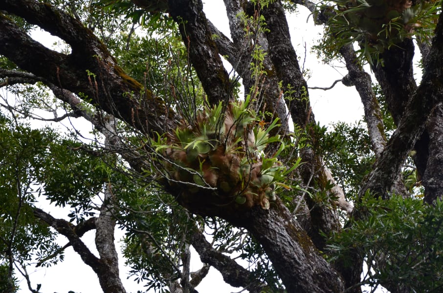 Вся Австралия с островами Фрейзер и Тасмания: 26 тыс км на авто (много фото)