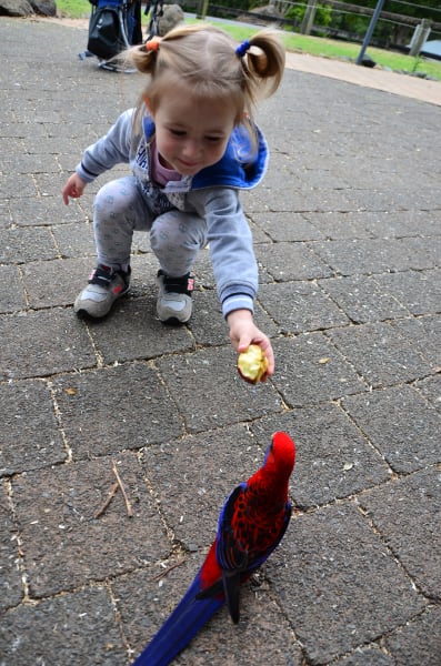 Вся Австралия с островами Фрейзер и Тасмания: 26 тыс км на авто (много фото)