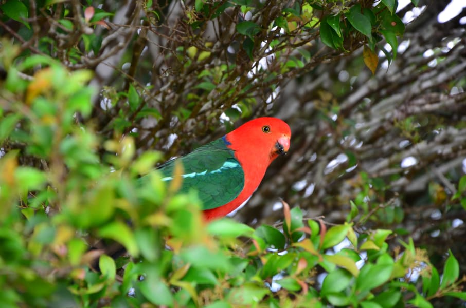 Вся Австралия с островами Фрейзер и Тасмания: 26 тыс км на авто (много фото)