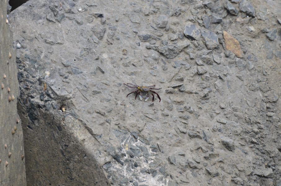 Вся Австралия с островами Фрейзер и Тасмания: 26 тыс км на авто (много фото)