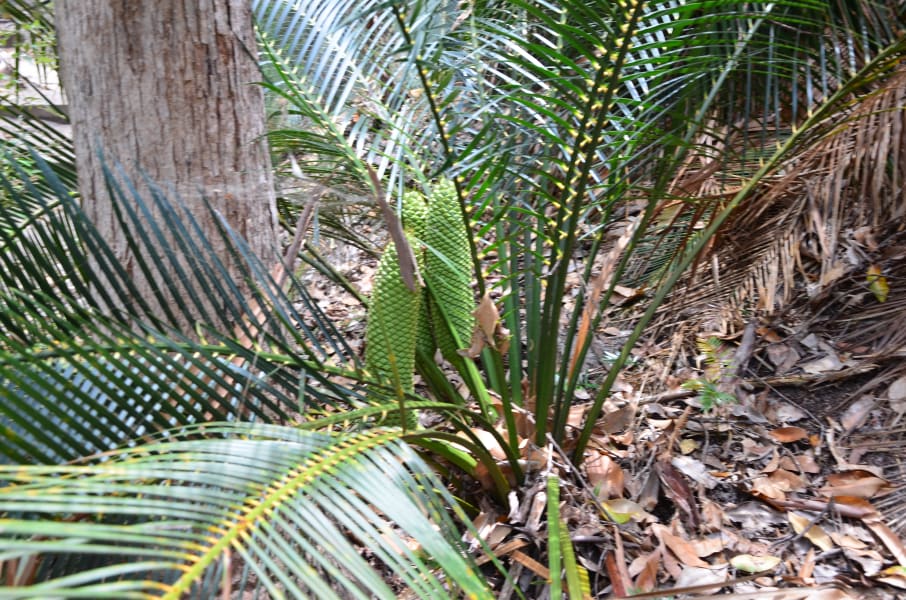 Вся Австралия с островами Фрейзер и Тасмания: 26 тыс км на авто (много фото)