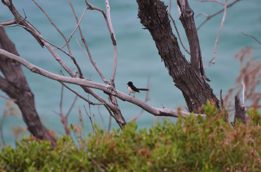 Вся Австралия с островами Фрейзер и Тасмания: 26 тыс км на авто (много фото)