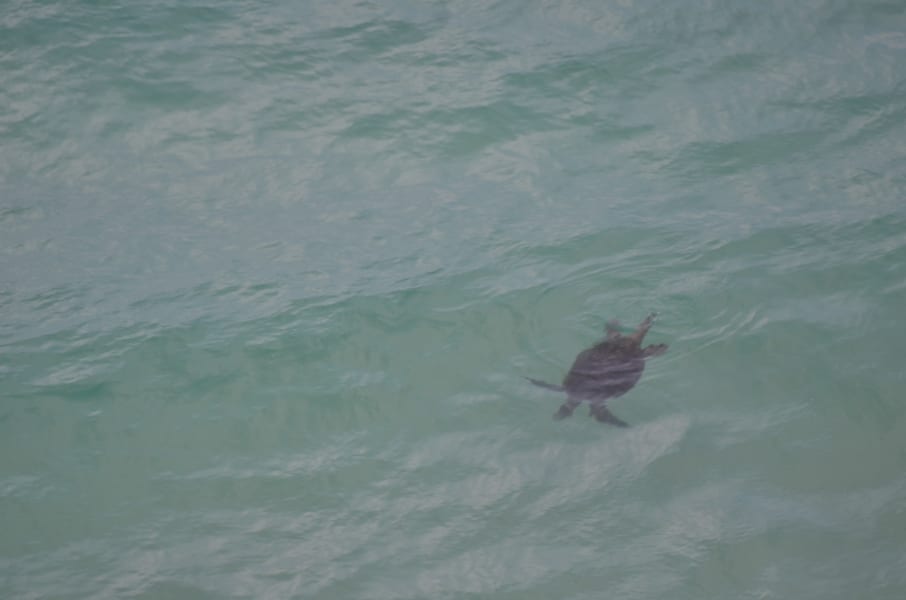 Вся Австралия с островами Фрейзер и Тасмания: 26 тыс км на авто (много фото)