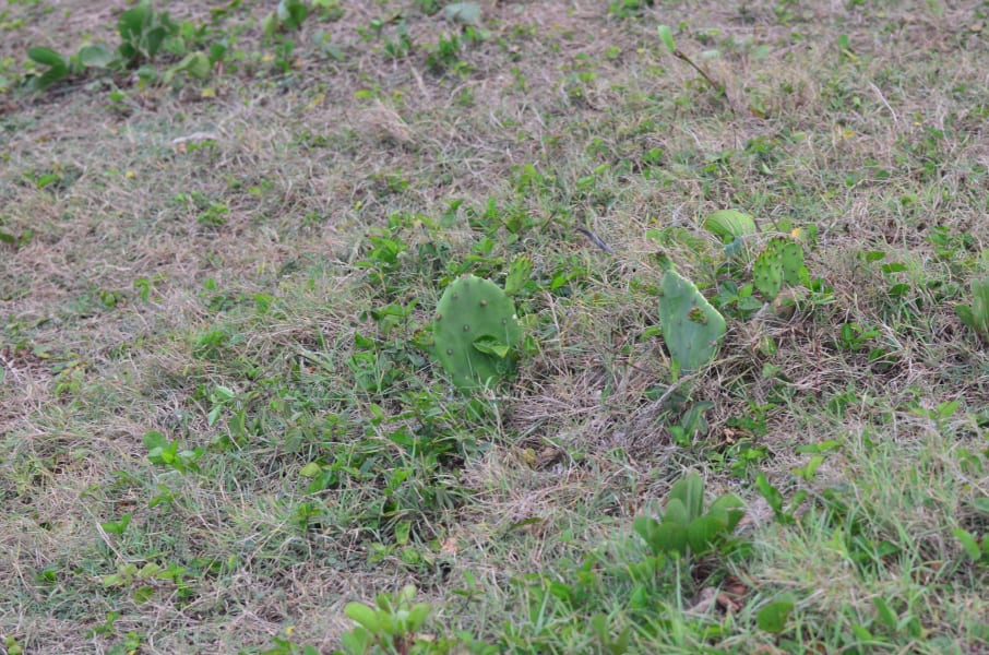 Вся Австралия с островами Фрейзер и Тасмания: 26 тыс км на авто (много фото)