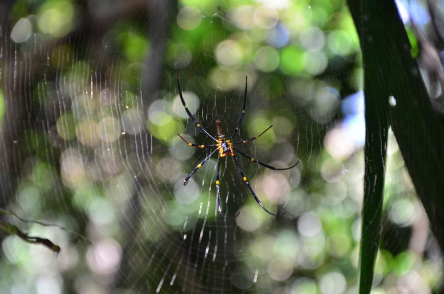 Вся Австралия с островами Фрейзер и Тасмания: 26 тыс км на авто (много фото)