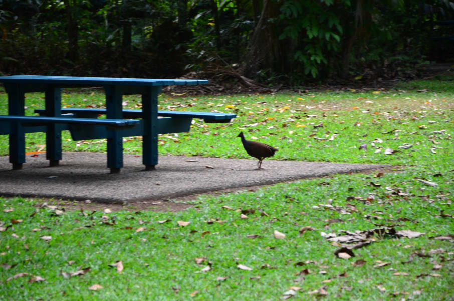 Вся Австралия с островами Фрейзер и Тасмания: 26 тыс км на авто (много фото)