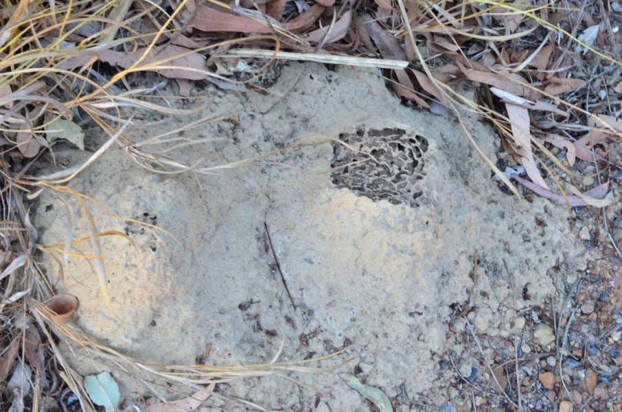 Вся Австралия с островами Фрейзер и Тасмания: 26 тыс км на авто (много фото)