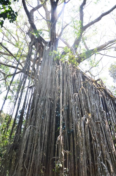 Вся Австралия с островами Фрейзер и Тасмания: 26 тыс км на авто (много фото)