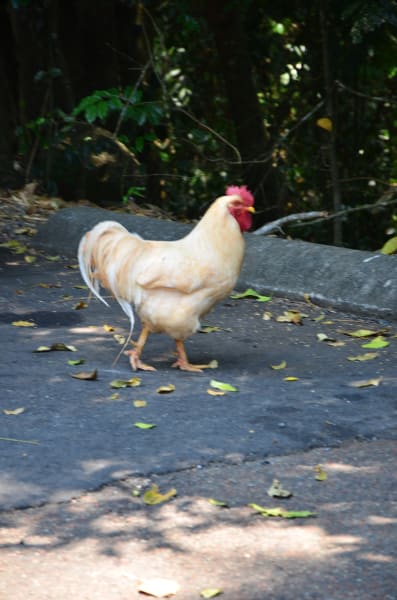 Вся Австралия с островами Фрейзер и Тасмания: 26 тыс км на авто (много фото)