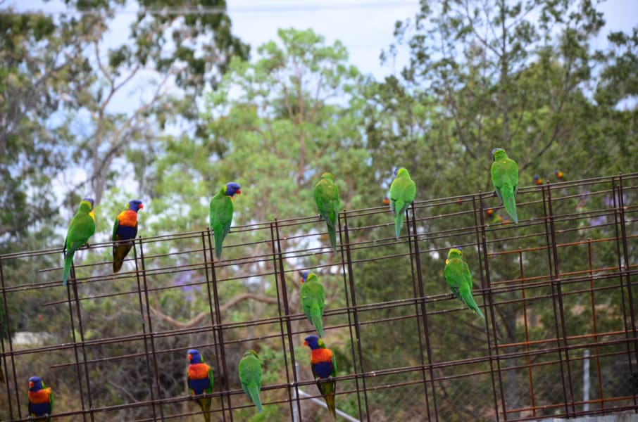 Вся Австралия с островами Фрейзер и Тасмания: 26 тыс км на авто (много фото)