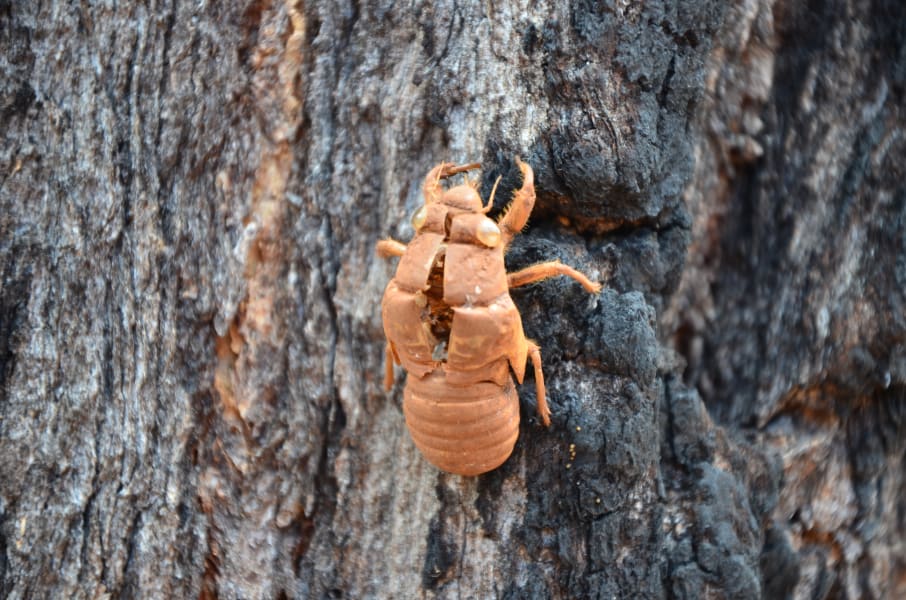 Вся Австралия с островами Фрейзер и Тасмания: 26 тыс км на авто (много фото)