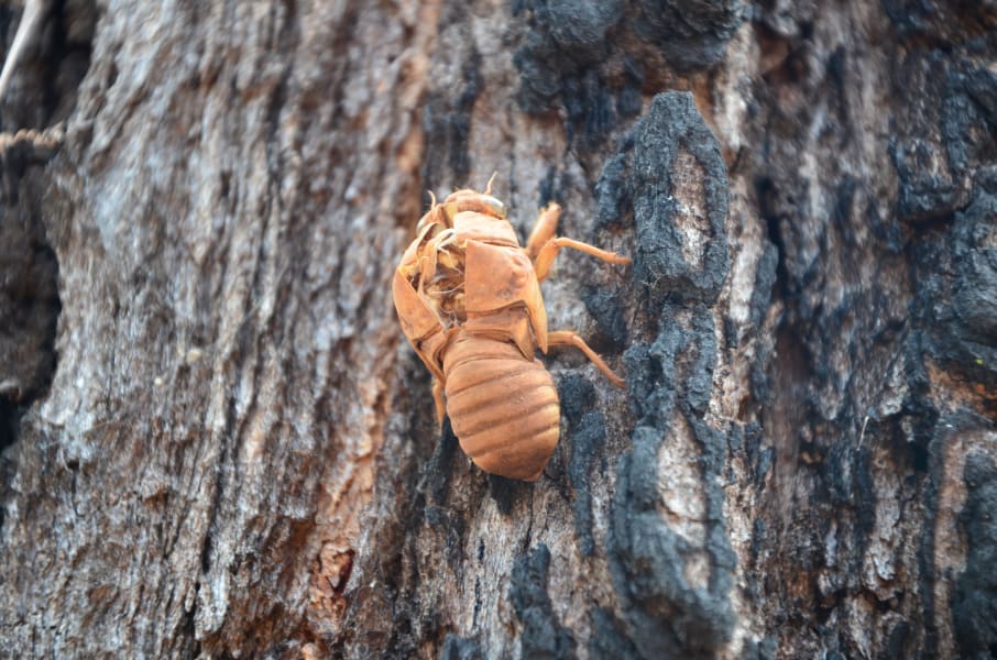 Вся Австралия с островами Фрейзер и Тасмания: 26 тыс км на авто (много фото)