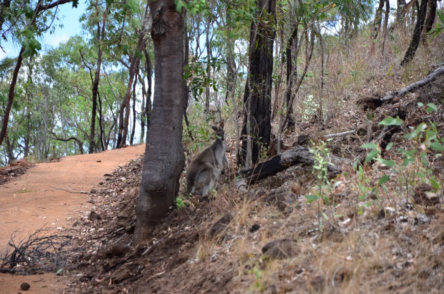 Вся Австралия с островами Фрейзер и Тасмания: 26 тыс км на авто (много фото)