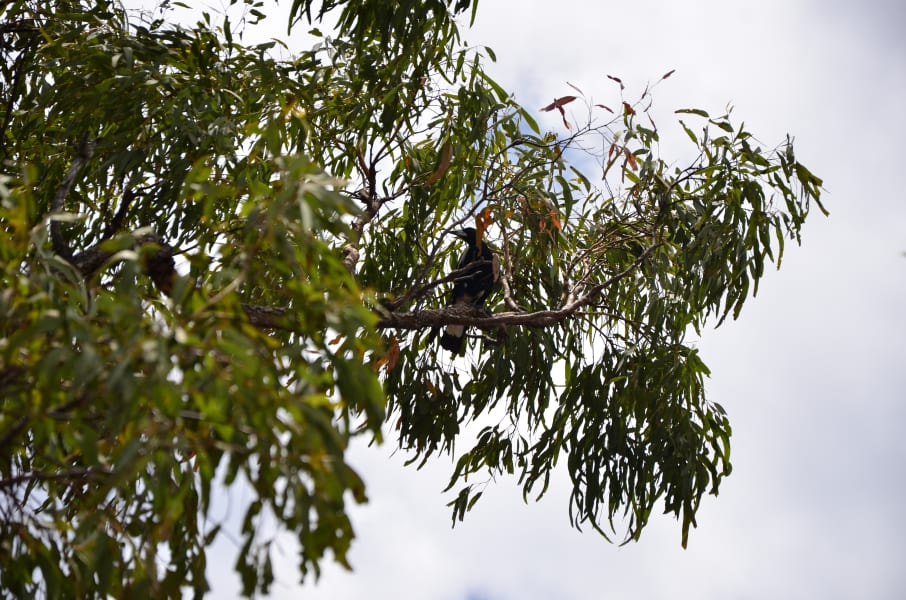 Вся Австралия с островами Фрейзер и Тасмания: 26 тыс км на авто (много фото)