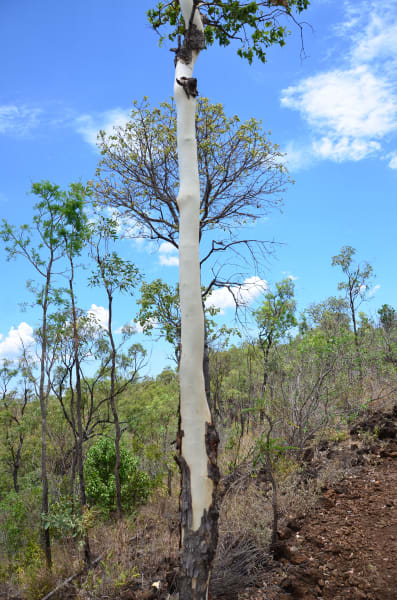 Вся Австралия с островами Фрейзер и Тасмания: 26 тыс км на авто (много фото)