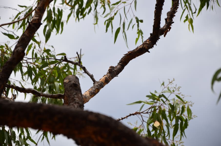 Вся Австралия с островами Фрейзер и Тасмания: 26 тыс км на авто (много фото)