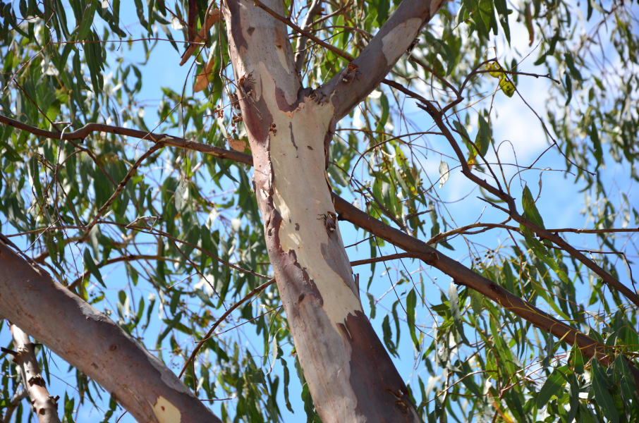 Вся Австралия с островами Фрейзер и Тасмания: 26 тыс км на авто (много фото)