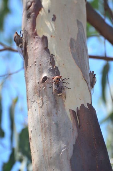 Вся Австралия с островами Фрейзер и Тасмания: 26 тыс км на авто (много фото)