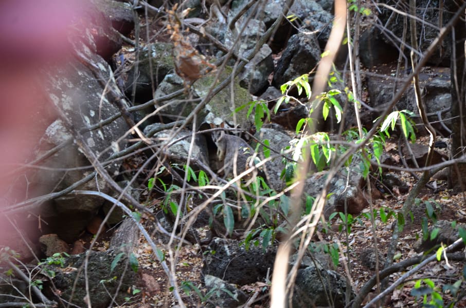 Вся Австралия с островами Фрейзер и Тасмания: 26 тыс км на авто (много фото)