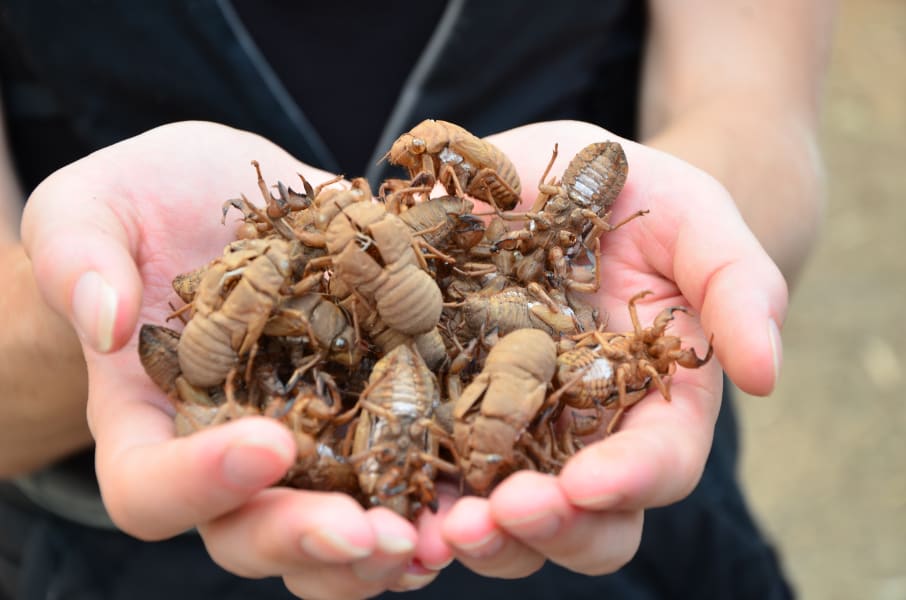 Вся Австралия с островами Фрейзер и Тасмания: 26 тыс км на авто (много фото)