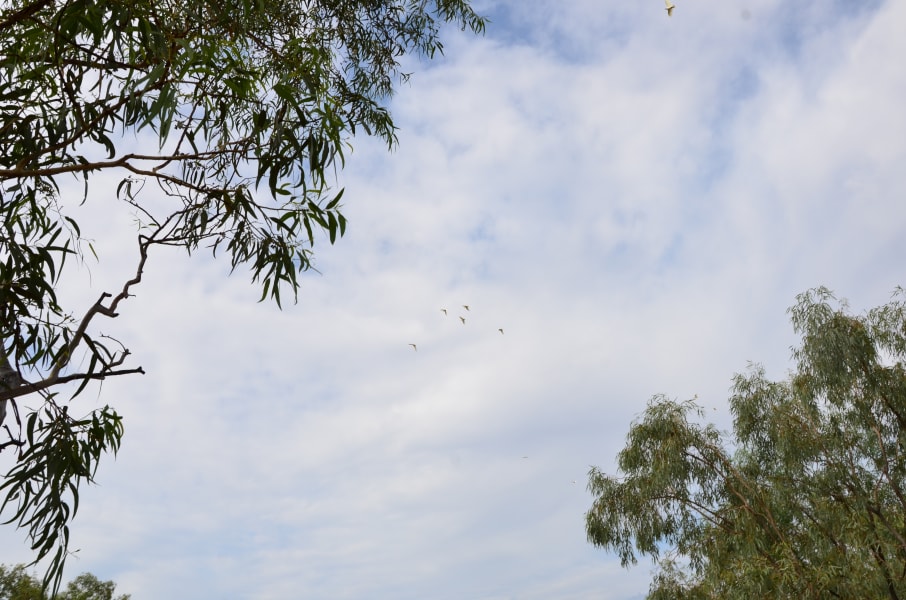 Вся Австралия с островами Фрейзер и Тасмания: 26 тыс км на авто (много фото)